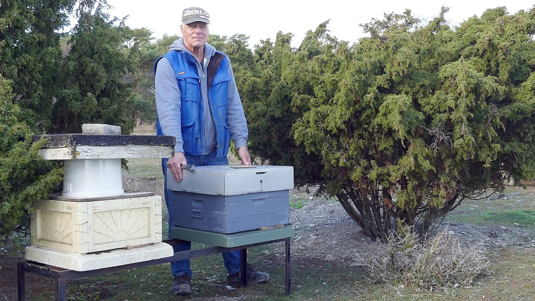 Gotland bees tolerate viruses better – but researchers still don’t know why