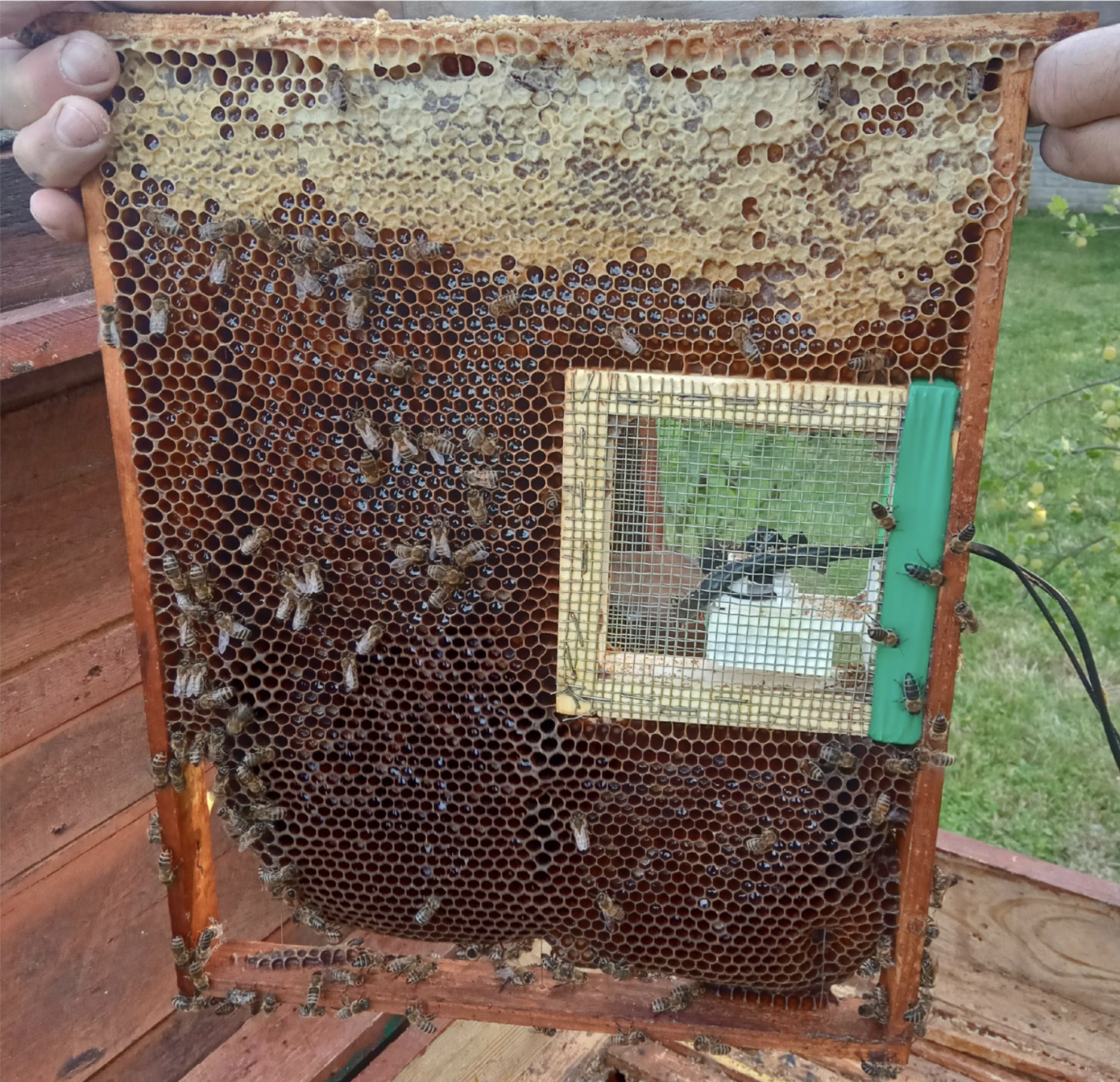 Bisamhället ”talar” om varroa – AI kan upptäcka angrepp genom ljud