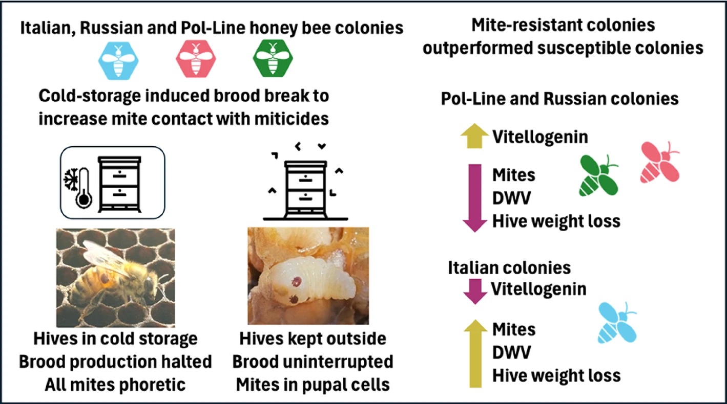Varroa-Resistant Bees Outperform Artificial Brood Break